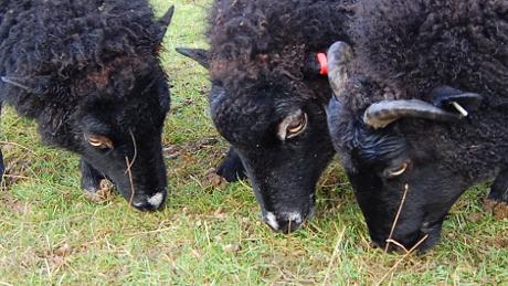 Black Welsh Mountain Sheep - Box HIll 